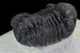 Bargain, Morocops Trilobite - Visible Eye Facets #92206-3